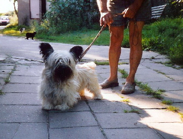 Diva von der fahrländer Mühle 001